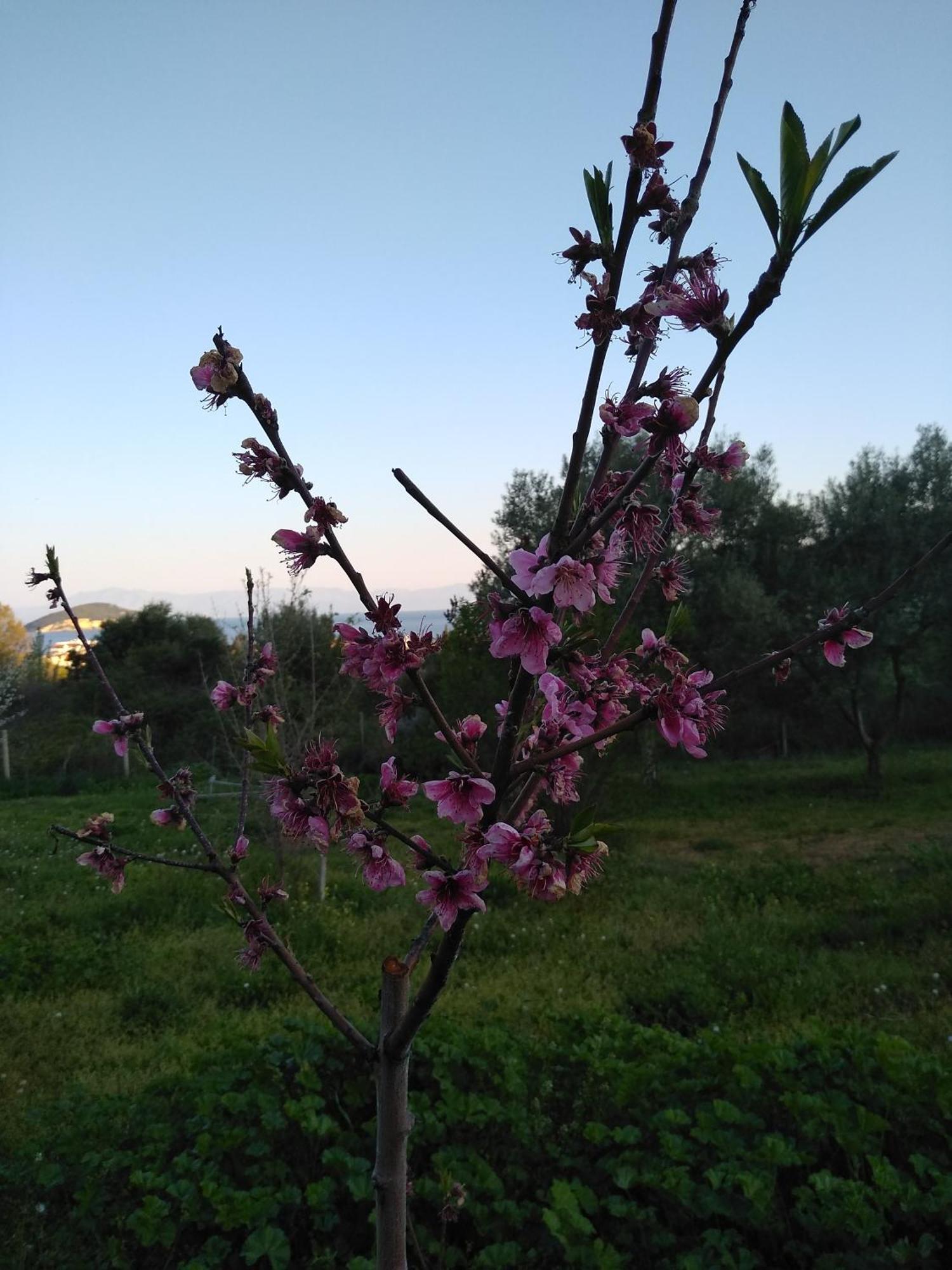 Martha'S Villa Nea Iraklitsa Dış mekan fotoğraf