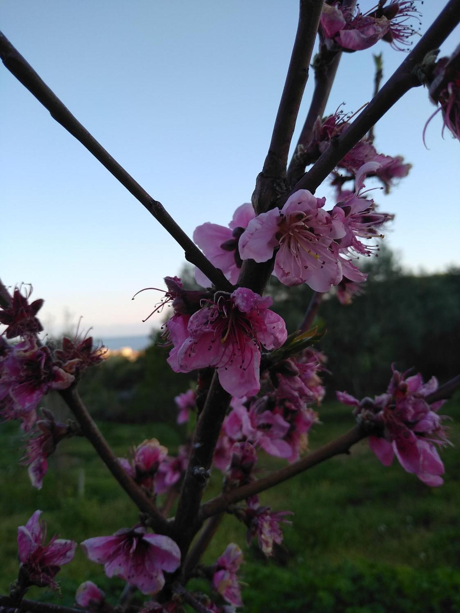 Martha'S Villa Nea Iraklitsa Dış mekan fotoğraf